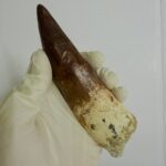 Quality 5.9 IN fossil spinosaurus tooth from a large dinosaur - Image 5