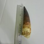 Quality 5.9 IN fossil spinosaurus tooth from a large dinosaur - Image 9