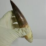 Quality 5.9 IN fossil spinosaurus tooth from a large dinosaur - Image 10