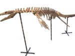 Mosasaurus Skeleton Fossil – Cretaceous Marine Reptile - Image 2