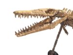 Mosasaurus Skeleton Fossil – Cretaceous Marine Reptile - Image 6