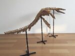 Mosasaurus Skeleton Fossil – Cretaceous Marine Reptile - Image 7