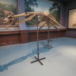 Mosasaurus Skeleton Fossil – Cretaceous Marine Reptile