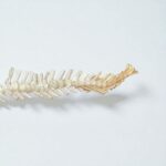 Rare Small Mosasaur Skeleton – 1.8m Museum-Grade Fossil - Image 8