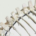 Rare Small Mosasaur Skeleton – 1.8m Museum-Grade Fossil - Image 9