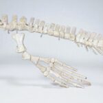 Rare Small Mosasaur Skeleton – 1.8m Museum-Grade Fossil - Image 10