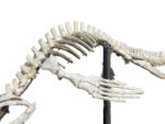 Rare Small Mosasaur Skeleton – 1.8m Museum-Grade Fossil - Image 11