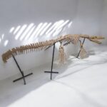 Real Mosasaur Skeleton Fossil – Premium Cretaceous Marine Reptile