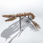 Real Mosasaur Skeleton Fossil – Premium Cretaceous Marine Reptile - Image 3