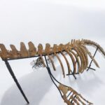 Real Mosasaur Skeleton Fossil – Premium Cretaceous Marine Reptile - Image 4