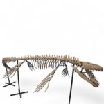 Real Mosasaur Skeleton Fossil – Premium Cretaceous Marine Reptile - Image 5