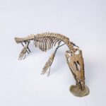 Real Mosasaur Skeleton Fossil – Premium Cretaceous Marine Reptile - Image 7