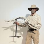 Rare Small Mosasaur Skeleton – 1.8m Museum-Grade Fossil