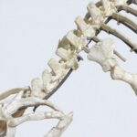 Rare Small Mosasaur Skeleton – 1.8m Museum-Grade Fossil - Image 3