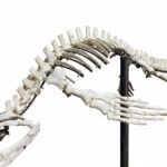 Rare Small Mosasaur Skeleton – 1.8m Museum-Grade Fossil - Image 4