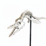 Rare Small Mosasaur Skeleton – 1.8m Museum-Grade Fossil - Image 5
