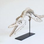 Rare Small Mosasaur Skeleton – 1.8m Museum-Grade Fossil - Image 6