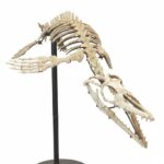 Rare Small Mosasaur Skeleton – 1.8m Museum-Grade Fossil - Image 7