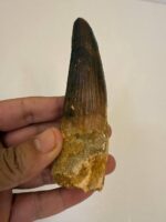 Quality 5.9IN fossil spinosaurus tooth from a large dinosaur - Image 2