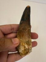Quality 5.9IN fossil spinosaurus tooth from a large dinosaur - Image 4