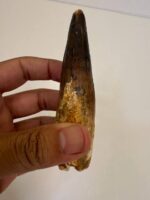 Quality 5.9IN fossil spinosaurus tooth from a large dinosaur - Image 3