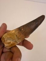 Quality 5.9IN fossil spinosaurus tooth from a large dinosaur - Image 5