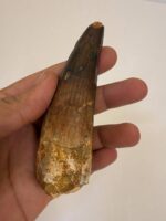 Quality 5.9IN fossil spinosaurus tooth from a large dinosaur - Image 15