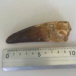 Quality 5.9IN fossil spinosaurus tooth from a large dinosaur