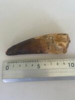 Quality 5.9IN fossil spinosaurus tooth from a large dinosaur - Image 6
