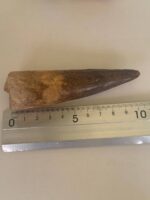 Quality 5.9IN fossil spinosaurus tooth from a large dinosaur - Image 16