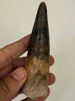 Quality 5.9IN fossil spinosaurus tooth from a large dinosaur - Image 9