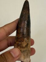 Quality 5.9IN fossil spinosaurus tooth from a large dinosaur - Image 10