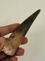 Quality 5.9IN fossil spinosaurus tooth from a large dinosaur - Image 11