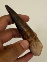 Quality 5.9IN fossil spinosaurus tooth from a large dinosaur - Image 12