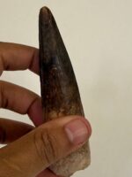 Quality 5.9IN fossil spinosaurus tooth from a large dinosaur - Image 13