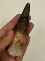 Quality 5.9IN fossil spinosaurus tooth from a large dinosaur - Image 22