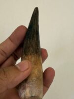 Quality 5.9IN fossil spinosaurus tooth from a large dinosaur - Image 23