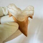 Otodus Obliquus Shark Tooth | High-Quality Complete Specimen - Image 2