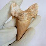 Eocene Shark Tooth: 8 cm Otodus Obliquus | Ancestor to the Megalodon - Image 2