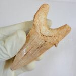 Fossil Shark Tooth - Otodus Obliquus |  3.34 Inches | Excellent Detail - Image 5