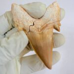 Eocene Shark Tooth: 8 cm Otodus Obliquus | Ancestor to the Megalodon - Image 5