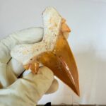 Otodus Obliquus Shark Tooth | High-Quality Complete Specimen - Image 4