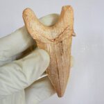 Fossil Shark Tooth - Otodus Obliquus |  3.34 Inches | Excellent Detail - Image 6