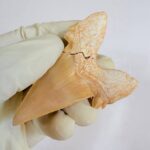 Eocene Shark Tooth: 8 cm Otodus Obliquus | Ancestor to the Megalodon - Image 6