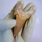Eocene Shark Tooth: 7 cm Otodus Obliquus | Ancestor to the Megalodon - Image 6