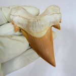 Otodus Obliquus Shark Tooth | High-Quality Complete Specimen - Image 5