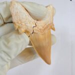 Eocene Shark Tooth: 8 cm Otodus Obliquus | Ancestor to the Megalodon - Image 7