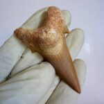 Eocene Shark Tooth: 7 cm Otodus Obliquus | Ancestor to the Megalodon - Image 7