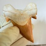 Otodus Obliquus Shark Tooth | High-Quality Complete Specimen - Image 6