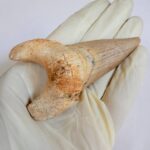 Fossil Shark Tooth - Otodus Obliquus |  3.34 Inches | Excellent Detail - Image 8